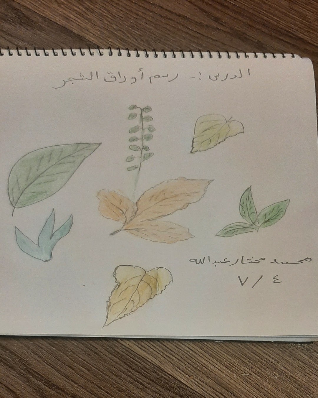 محمد الشنطي